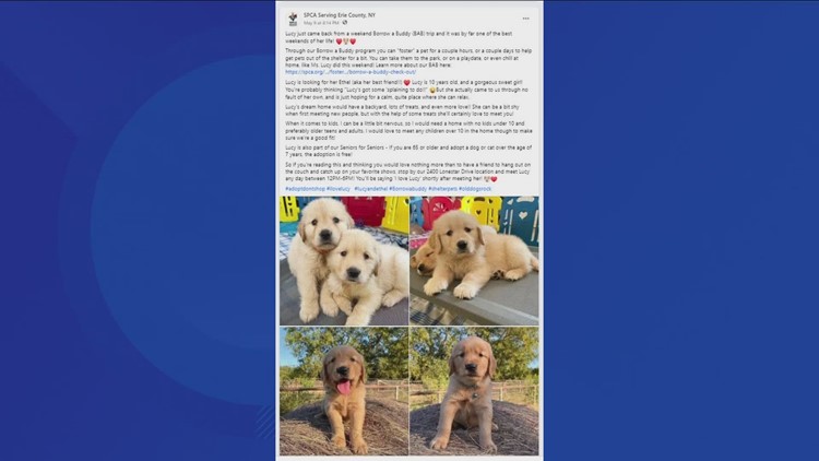 SPCA Serving Erie County warns of puppy scam