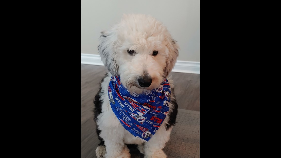 New York Yankees Dog Bandana New York Dog Bandana NY -  Australia