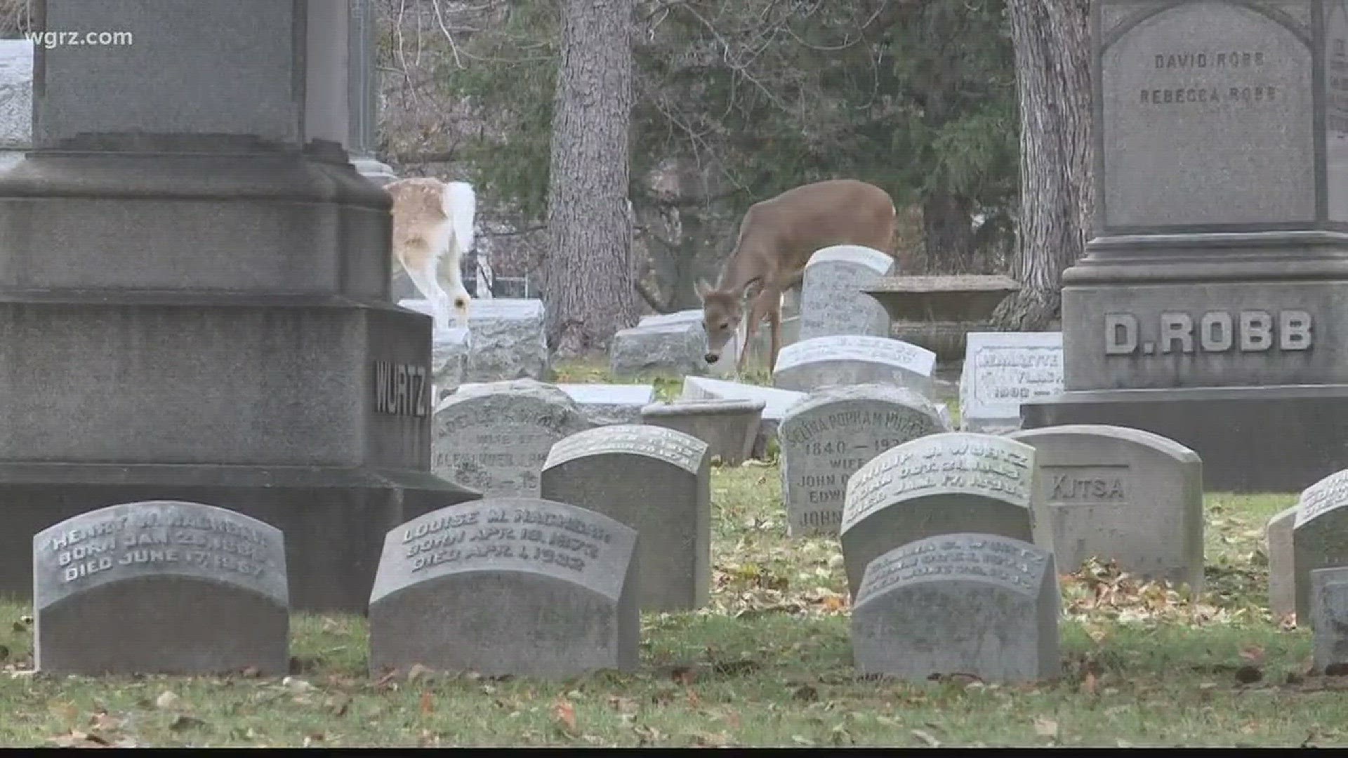 Forest Lawn Removes Coyote Traps