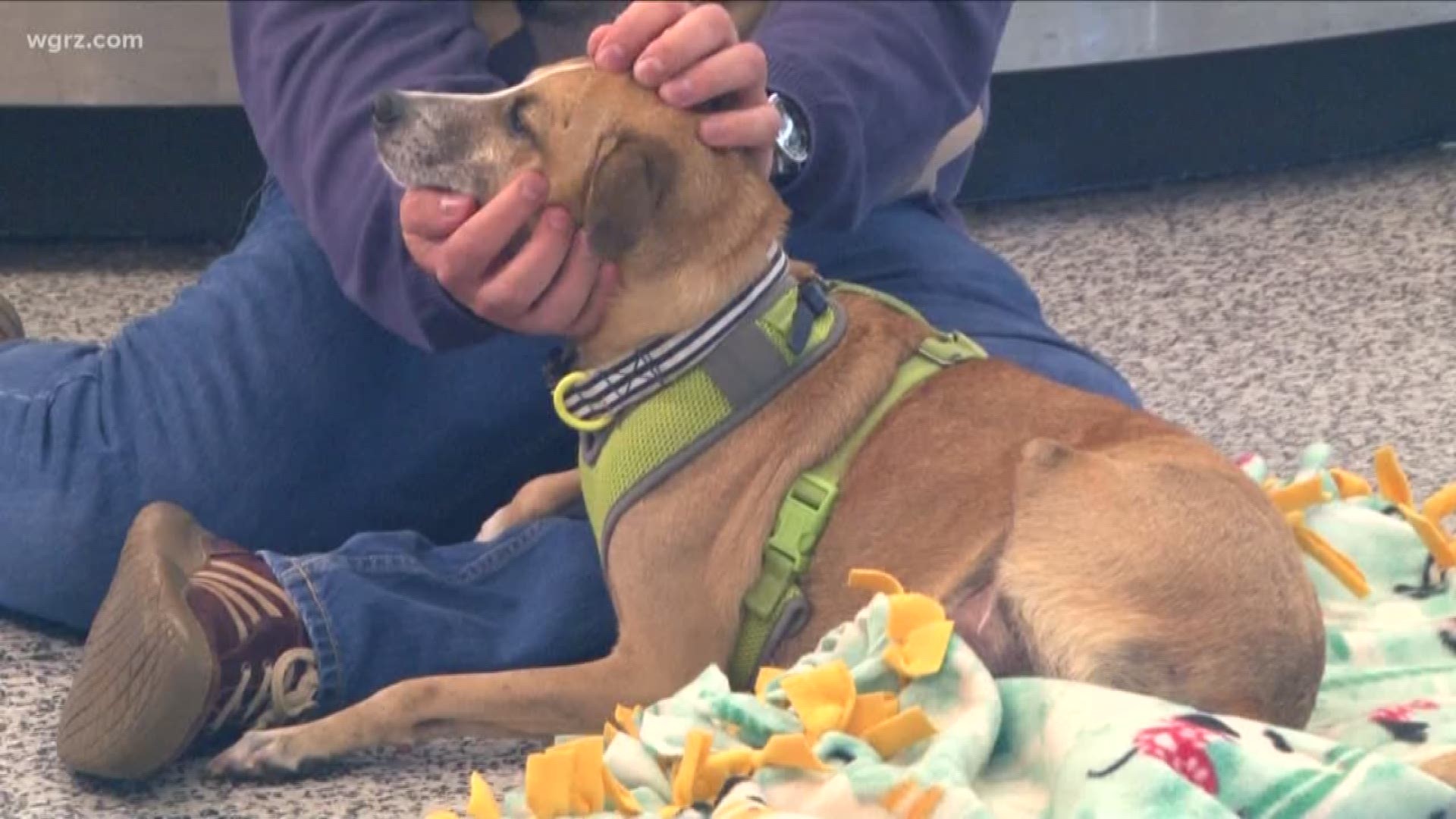 Thousands Of Miles For One WNY Adoption