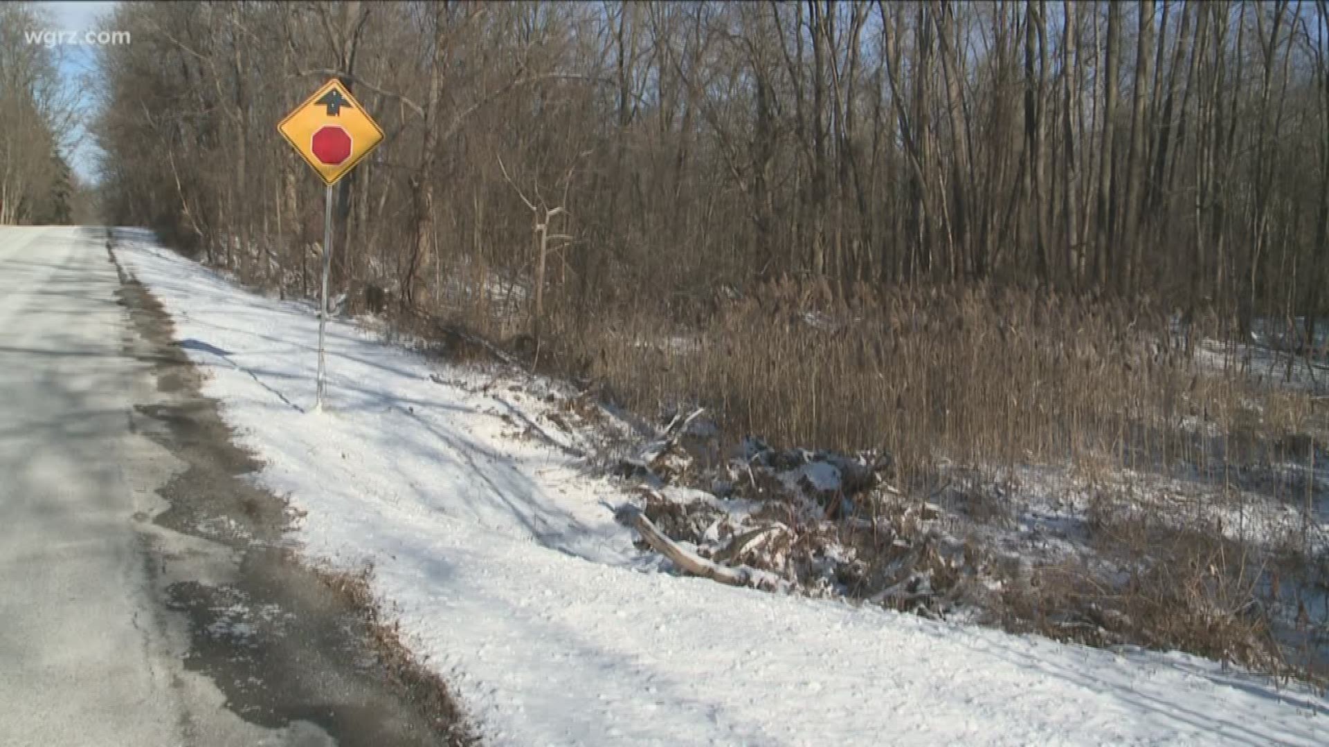 Dead dogs found in trash bag in Lockport