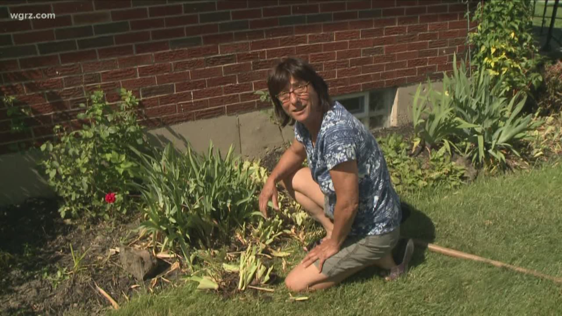 Gardening expert Jackie Albarella discusses why it is important to split and dig up iris.