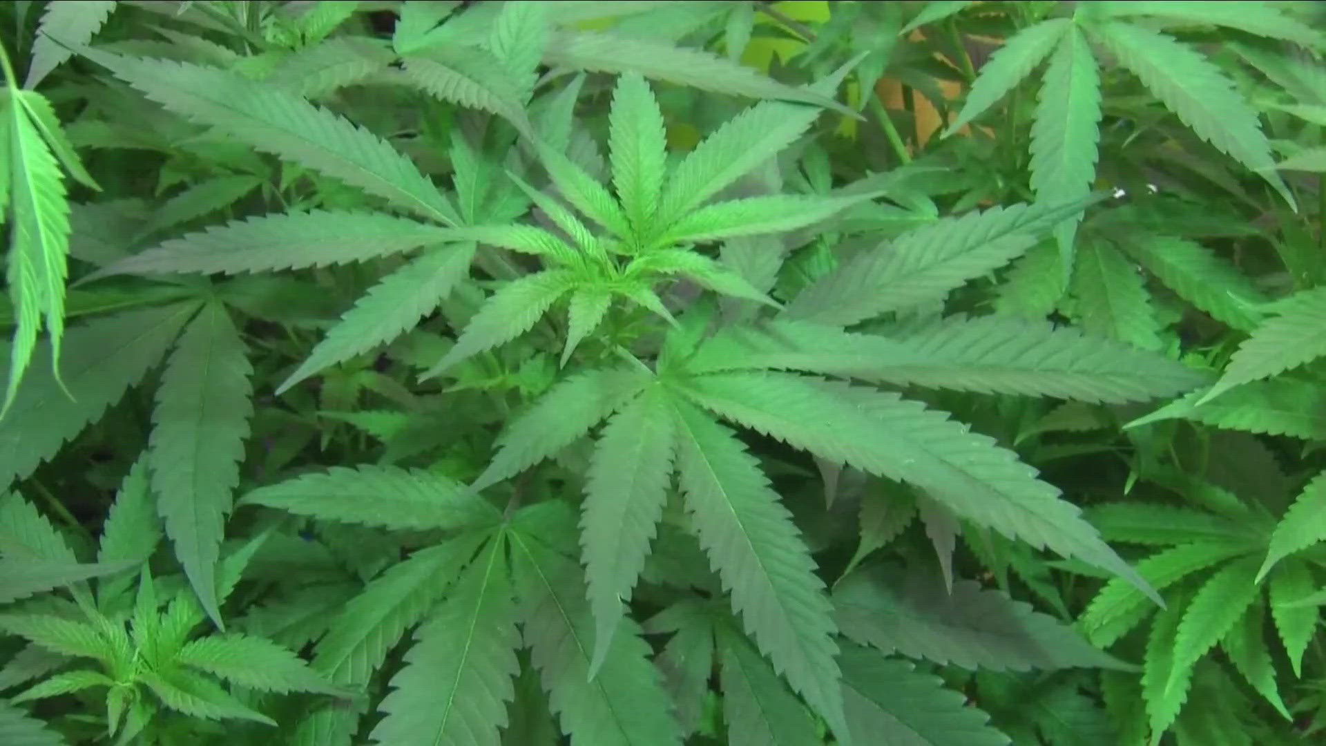 Major changes on federal restrictions placed on Marijuana could be coming soon