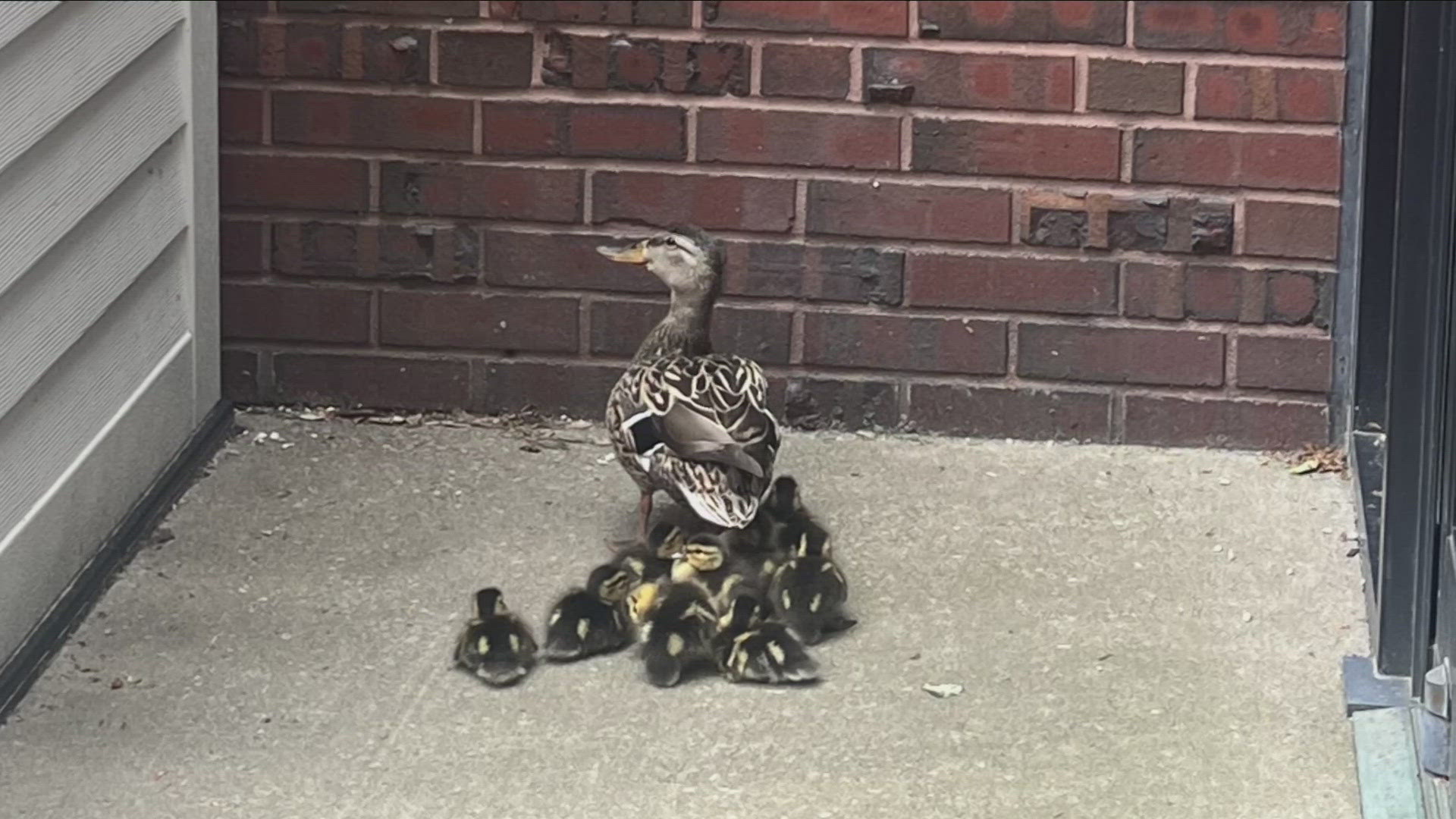 We were all surprised when a Mother duck and her ducklings found themselves right at the front door of our station in Downtown Buffalo