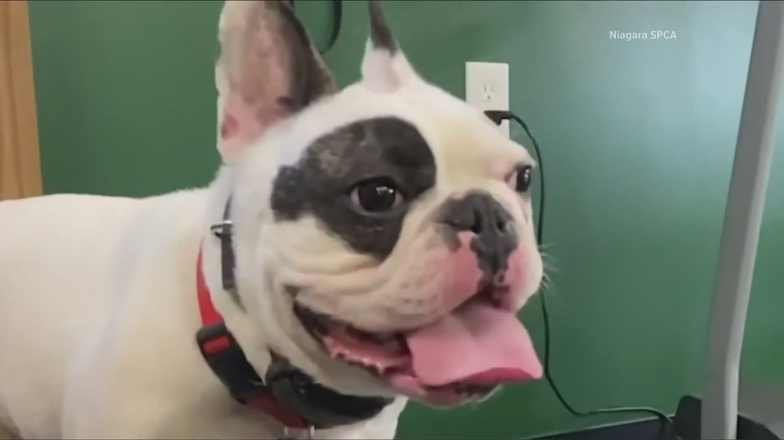 Ralphie the Jerk has a new home
