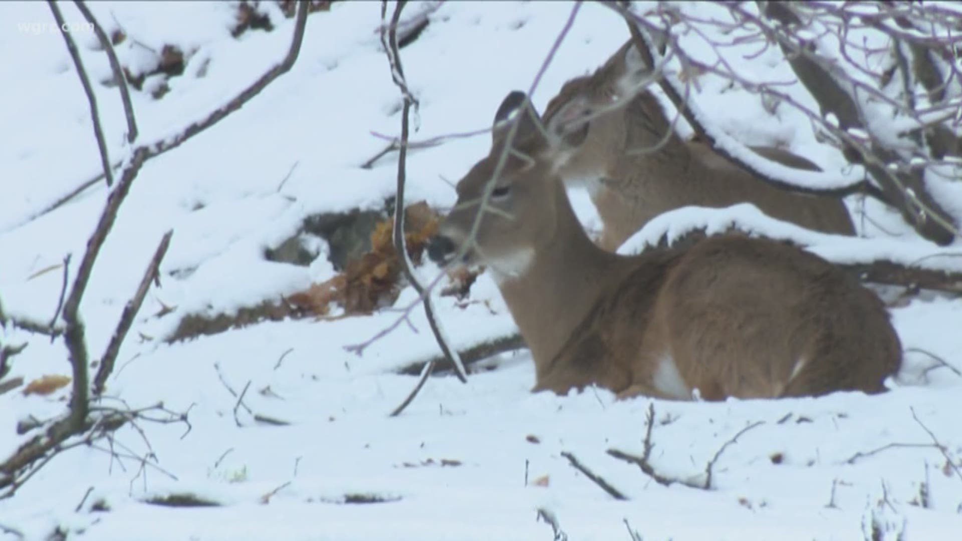 deer are over-running village of Orchard Park