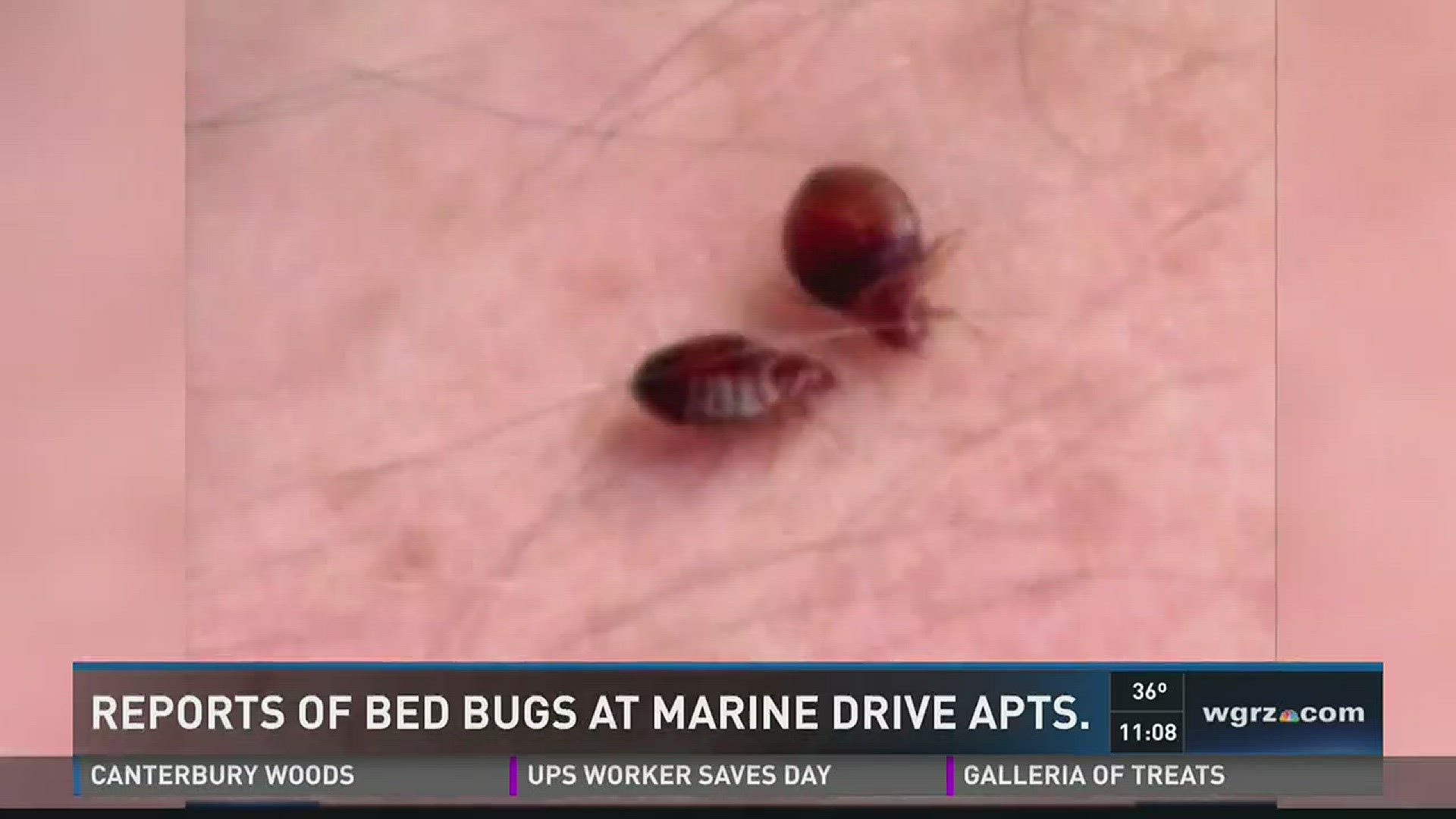 Reports Of Bed Bugs At Marine Drive Apts.