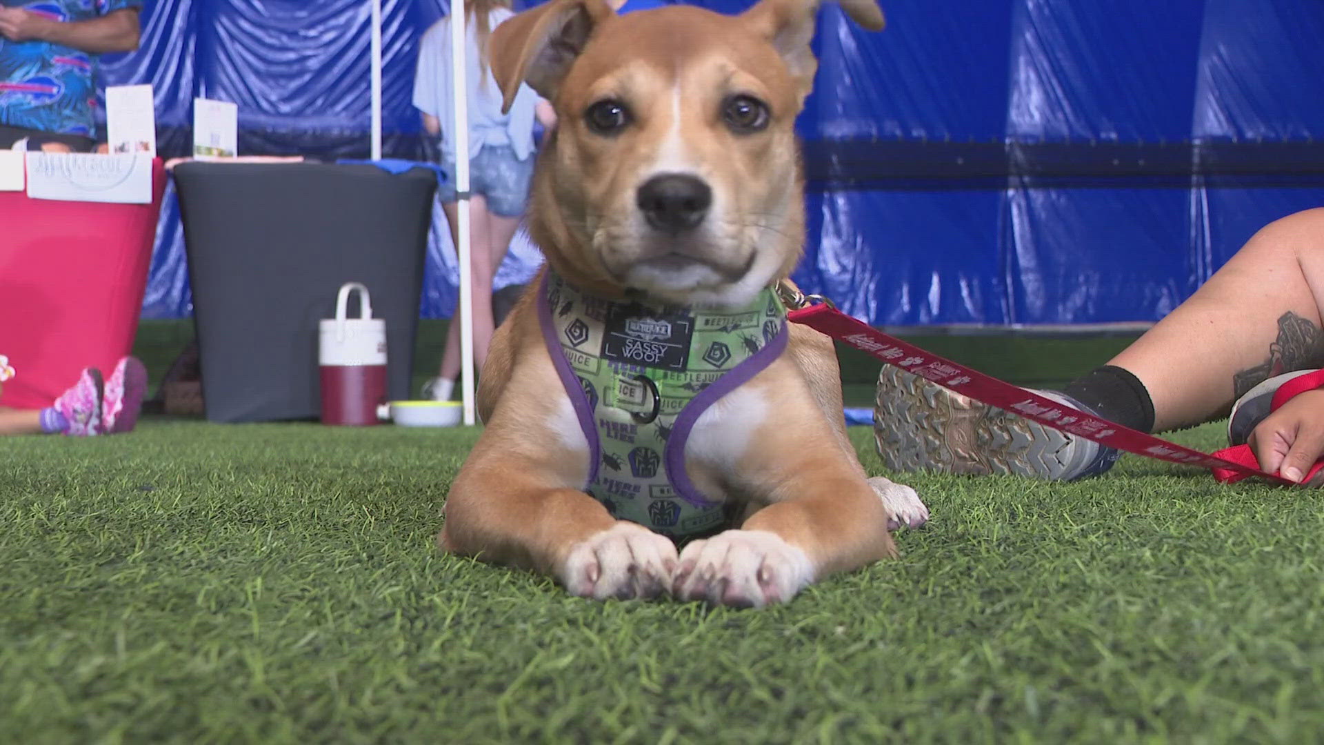 Buffalo’s Clear the Shelters adoption event brings dozens of rescues ...