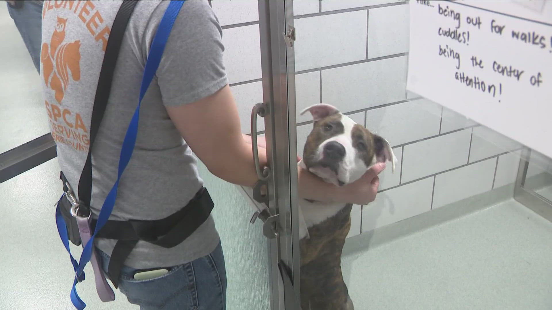 Free adoptions for Veterans today at the Erie County SPCA 11/11/24