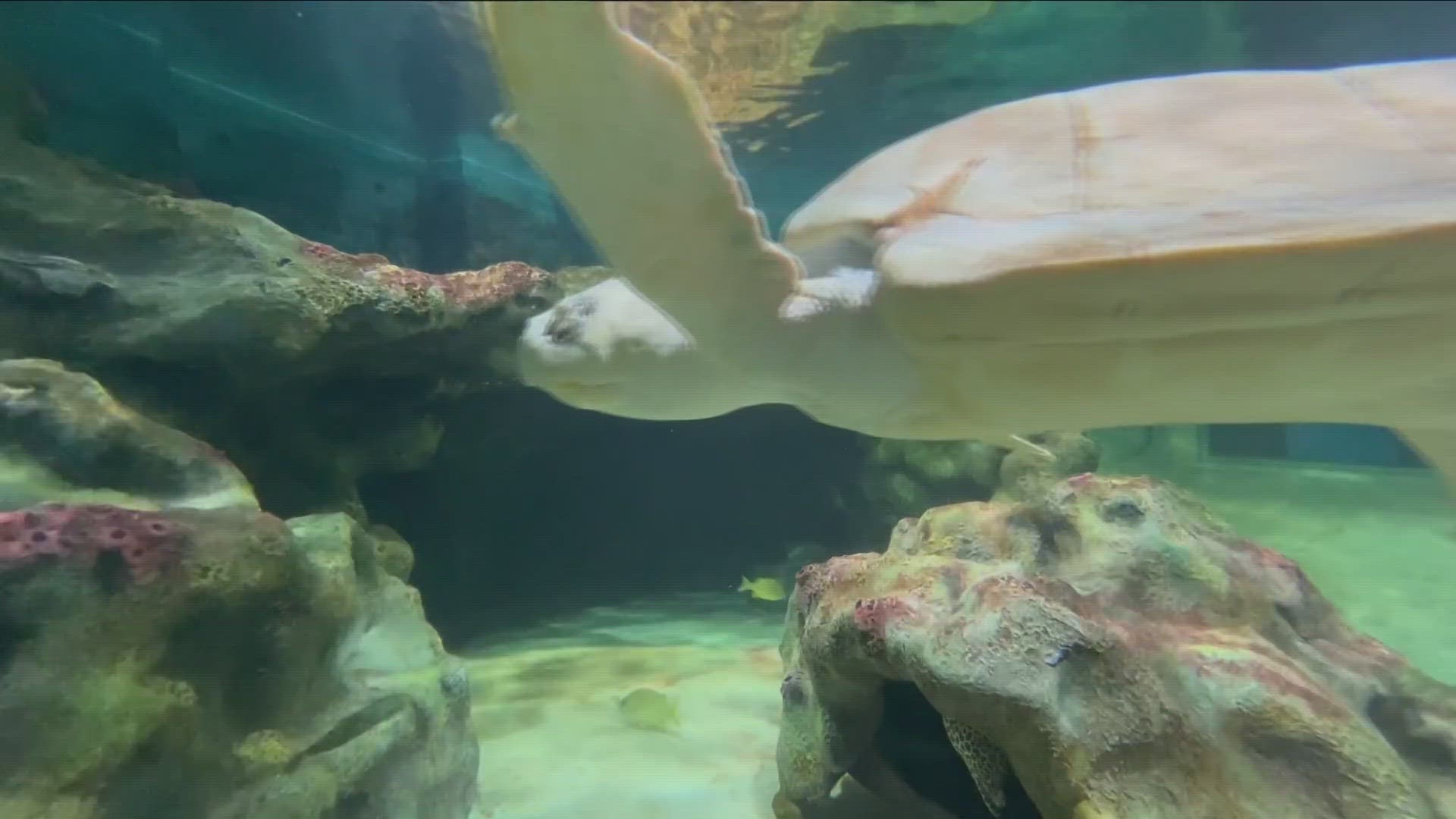 Most Buffalo: 'Squirt the Turtle at Aquarium of Niagara'