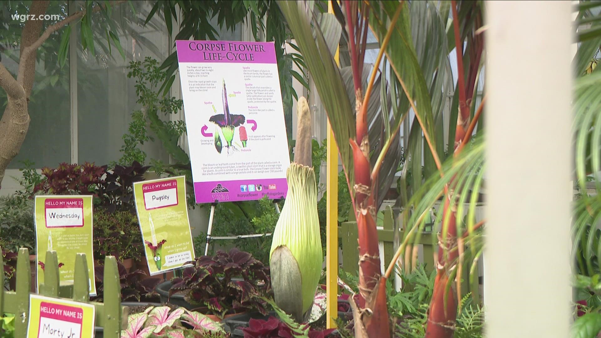 Morty Jr., the Corpse Flower to bloom soon at The Botanical gardens