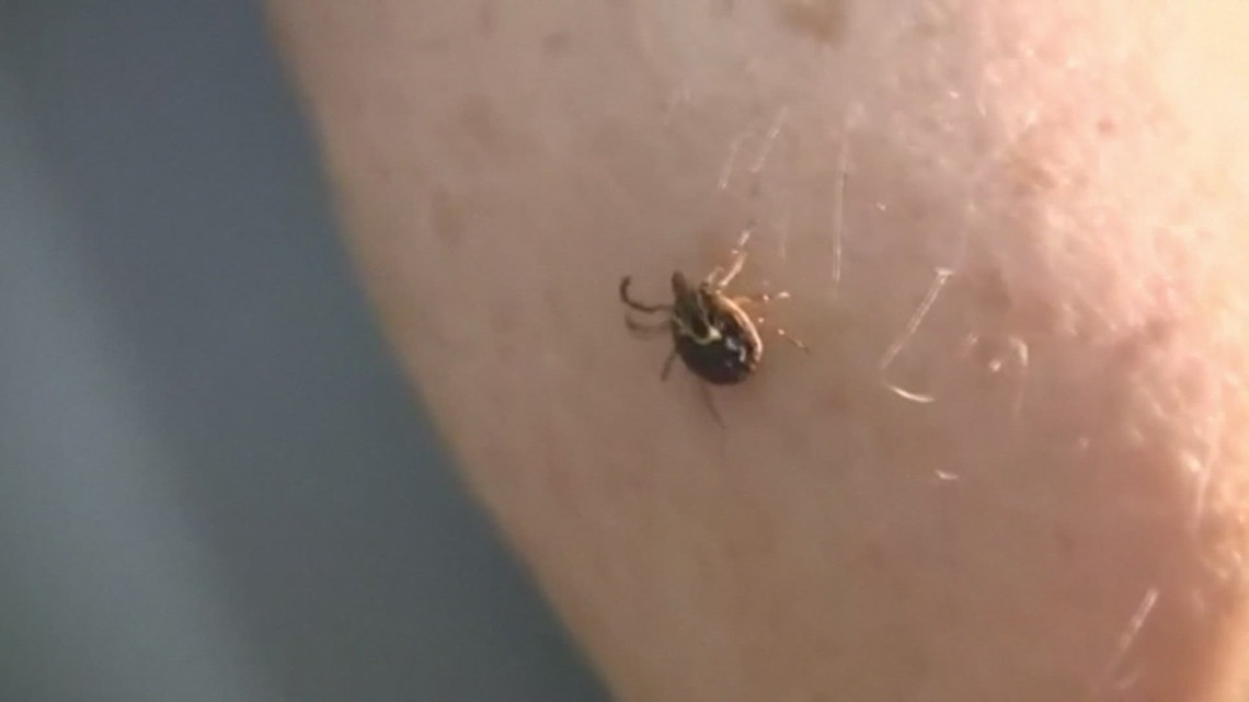 New York officials warn tick activity is already rising across state