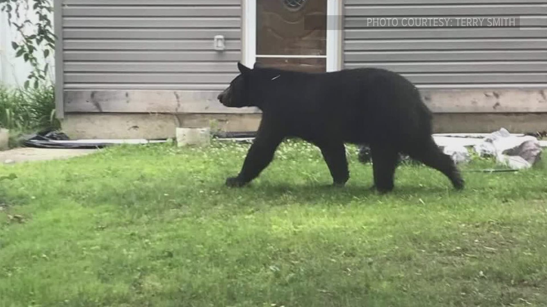 News: BLACK BEARS SIGN THREE; BECKER RETURNS - Binghamton Black Bears
