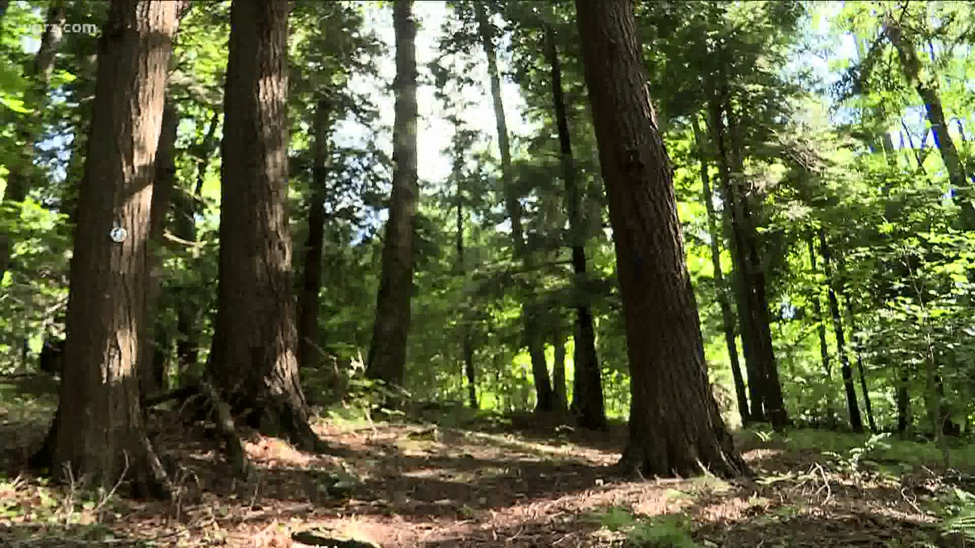WNY Land Conservancy seeks to purchase the forest and preserve it forever.