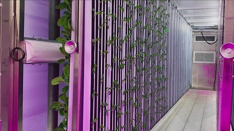FeedMore WNY grows produce in shipping container farms
