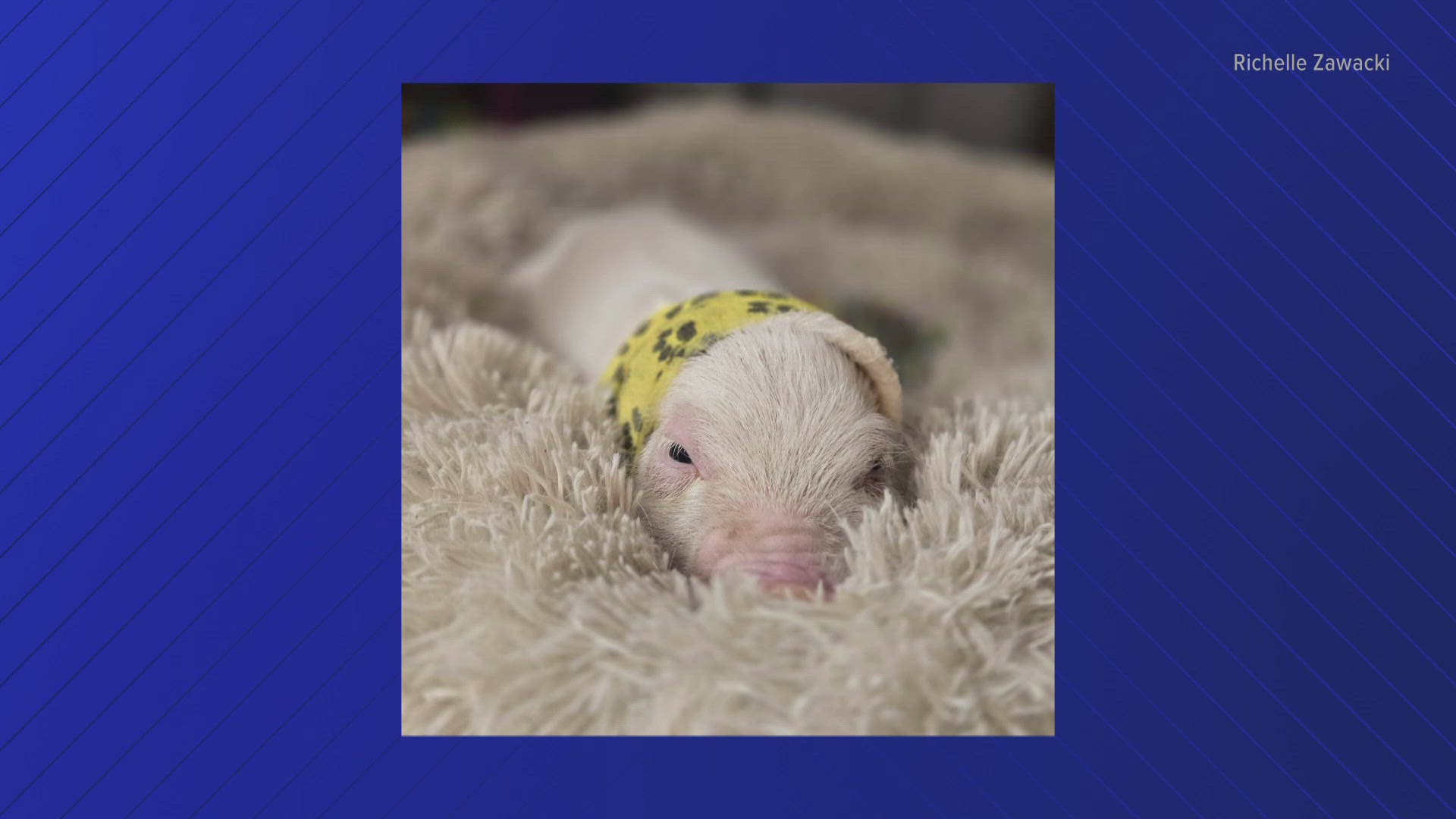 Piglet Life Guard Rescued piglet's journey inspires children's book | wgrz.com