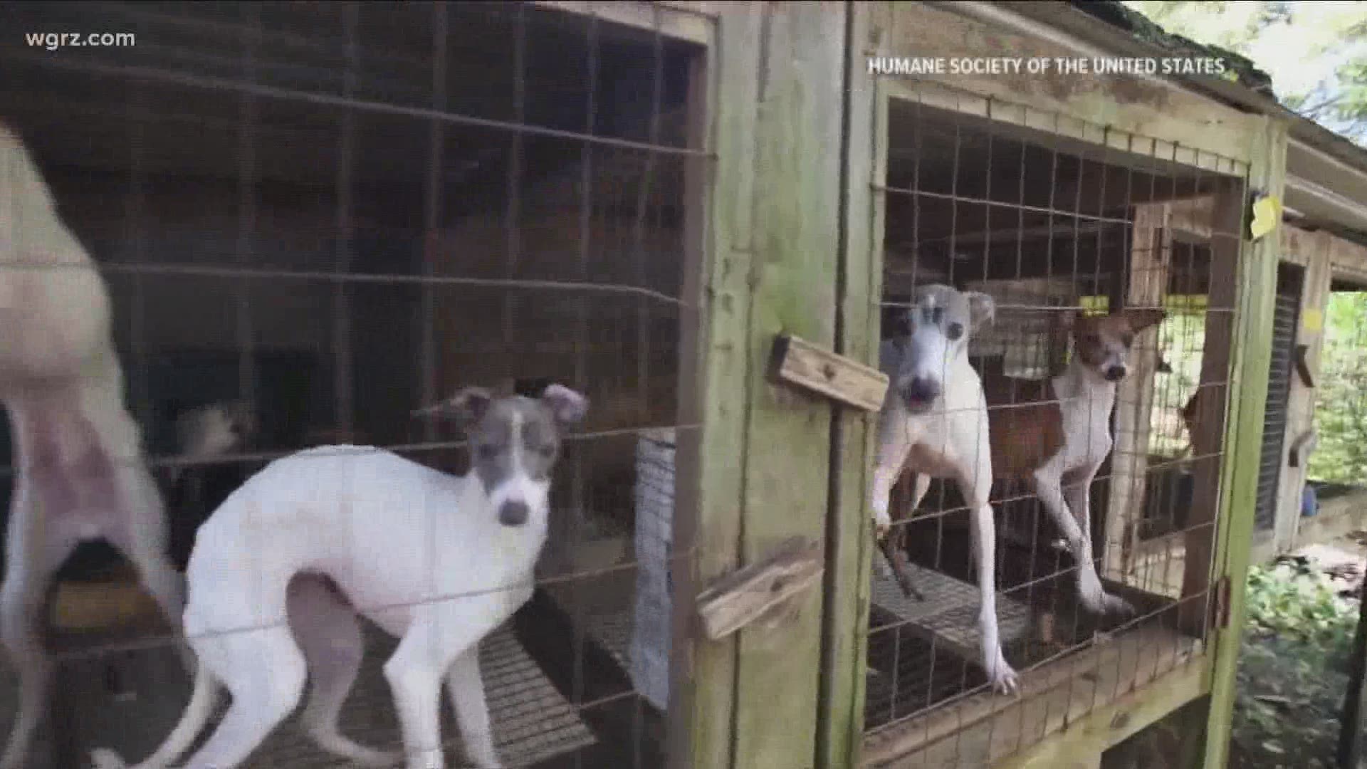 One Senator Stresses Bill Really Does Not Solve "Puppy Mill" Issue.