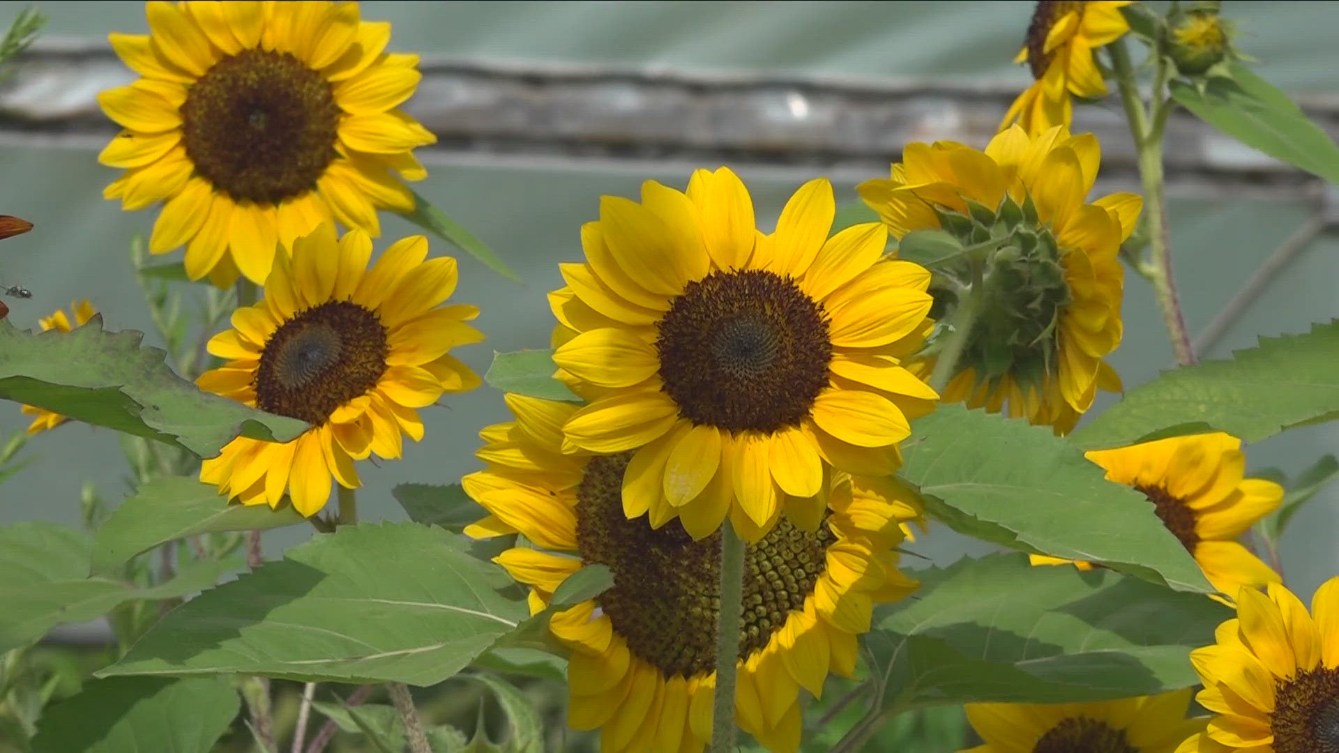 Community garden in East Buffalo in bloom