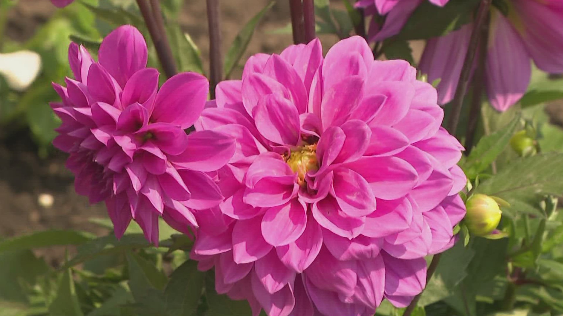 A special ribbon cutting for Buffalo's newest sensory garden was held