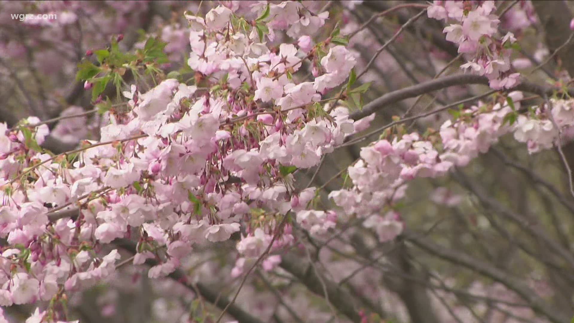 Buffalonians didn't always check out the cherry blossoms when they bloom.  This year blooms came earlier, attributed to more recent sunshine and warmer weather.