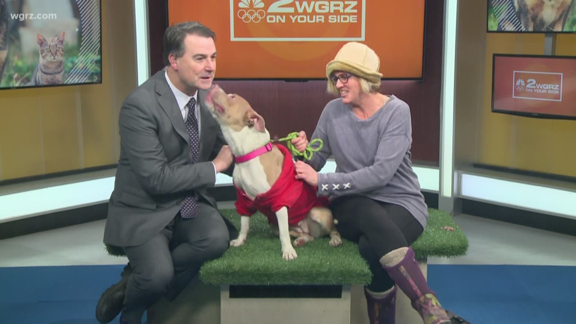 Eve is a fun-loving and energetic dog who needs a loving home. She's treat motivated and trainable. Contact the Buffalo Animal Shelter for more details.