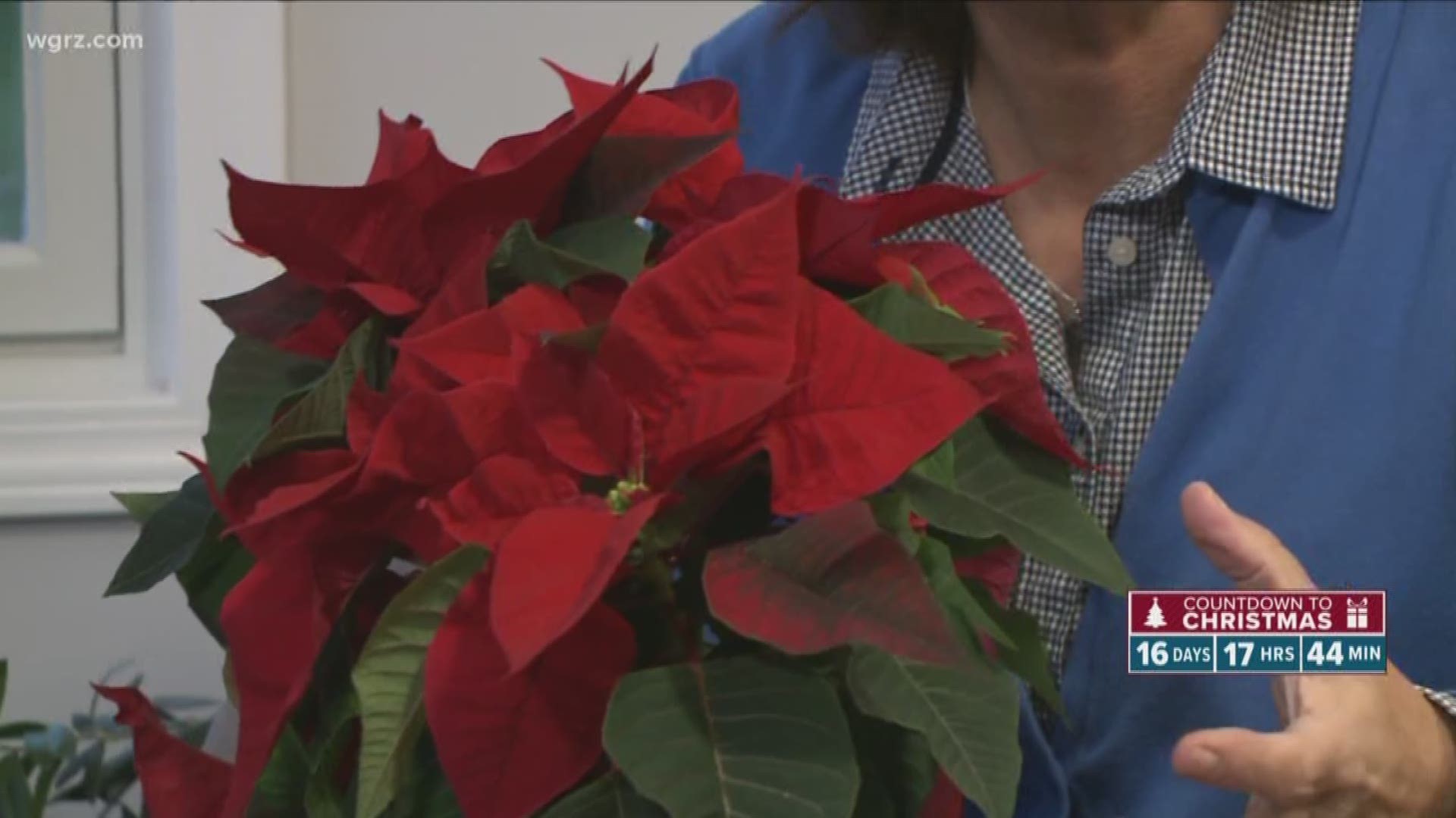 Poinsettias are a popular holiday plant that can stay beautiful for a long time if you care for them properly.