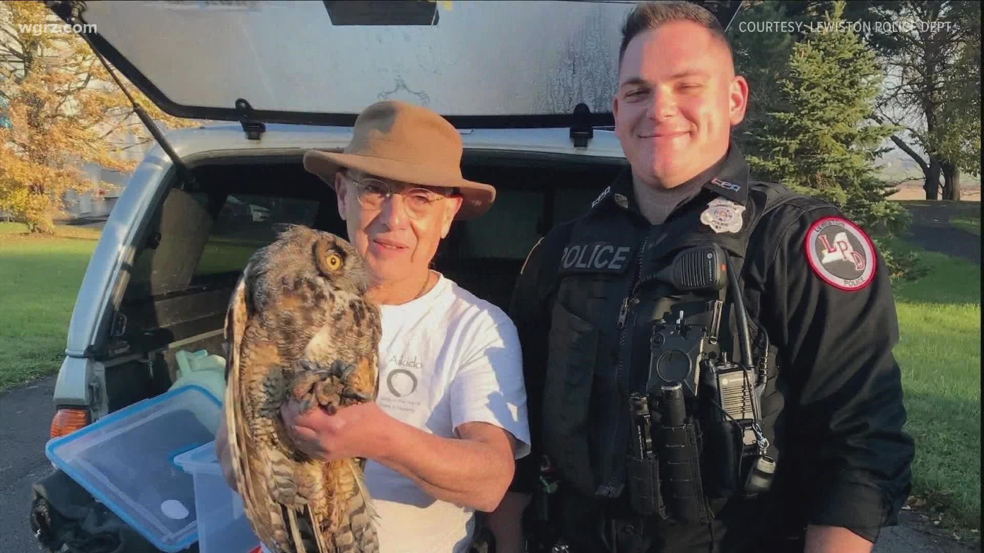 Officer King responded to the call then got the Wild Kritters of Niagara County to come out and assist.  The owl was taken to a local vet for treatment and will ok.