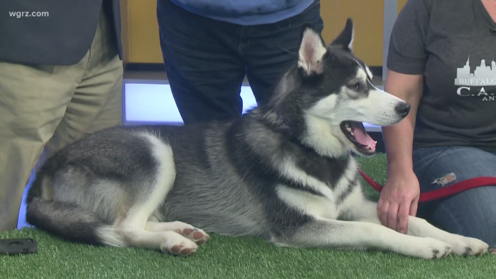 Malakai is a 7-month-old Siberian Husky who is in need of a good home. She's up for adoption from Buffalo Cares.