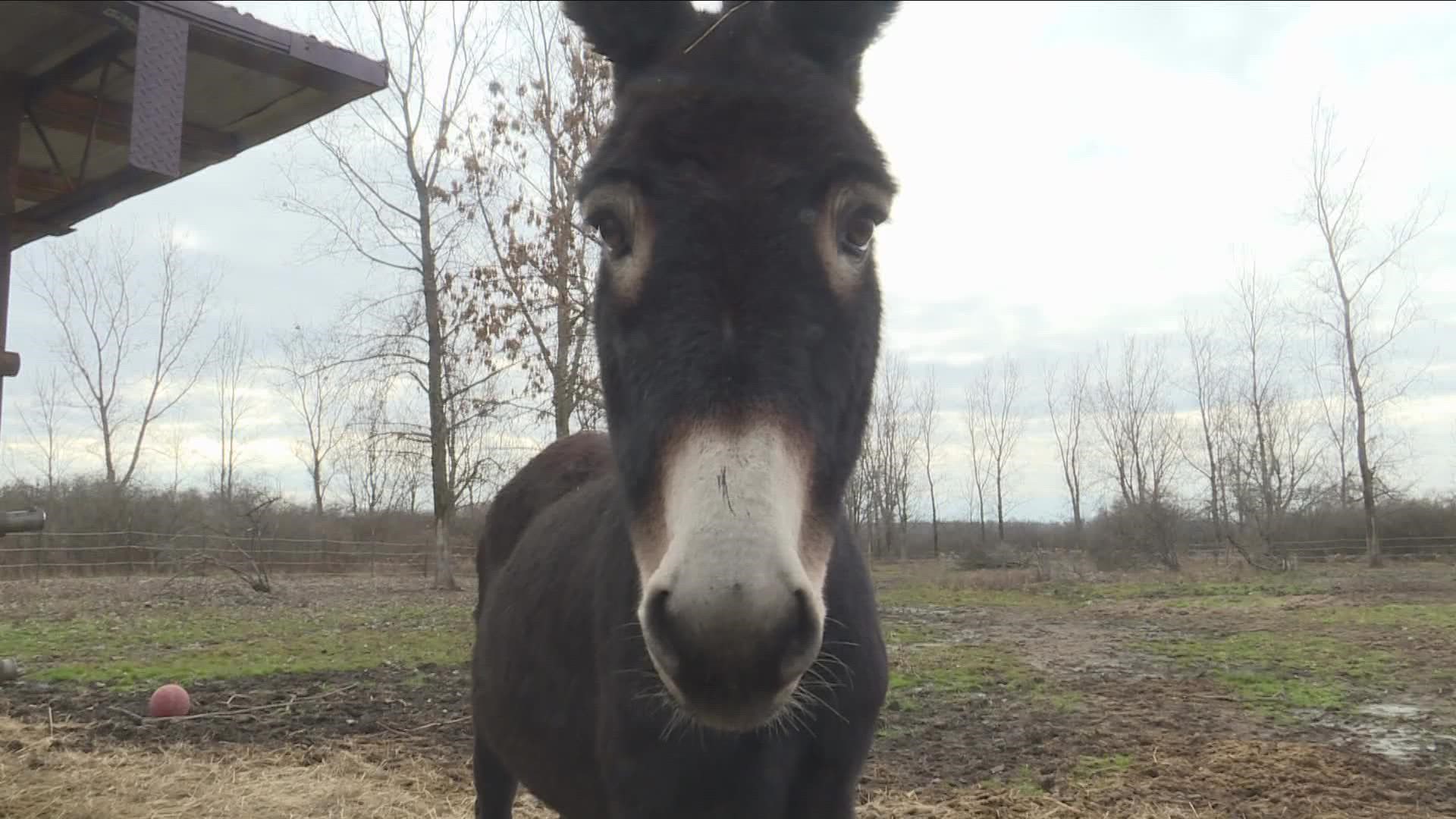 2 The Outdoors: Don't underestimate the intelligence of Donkeys 