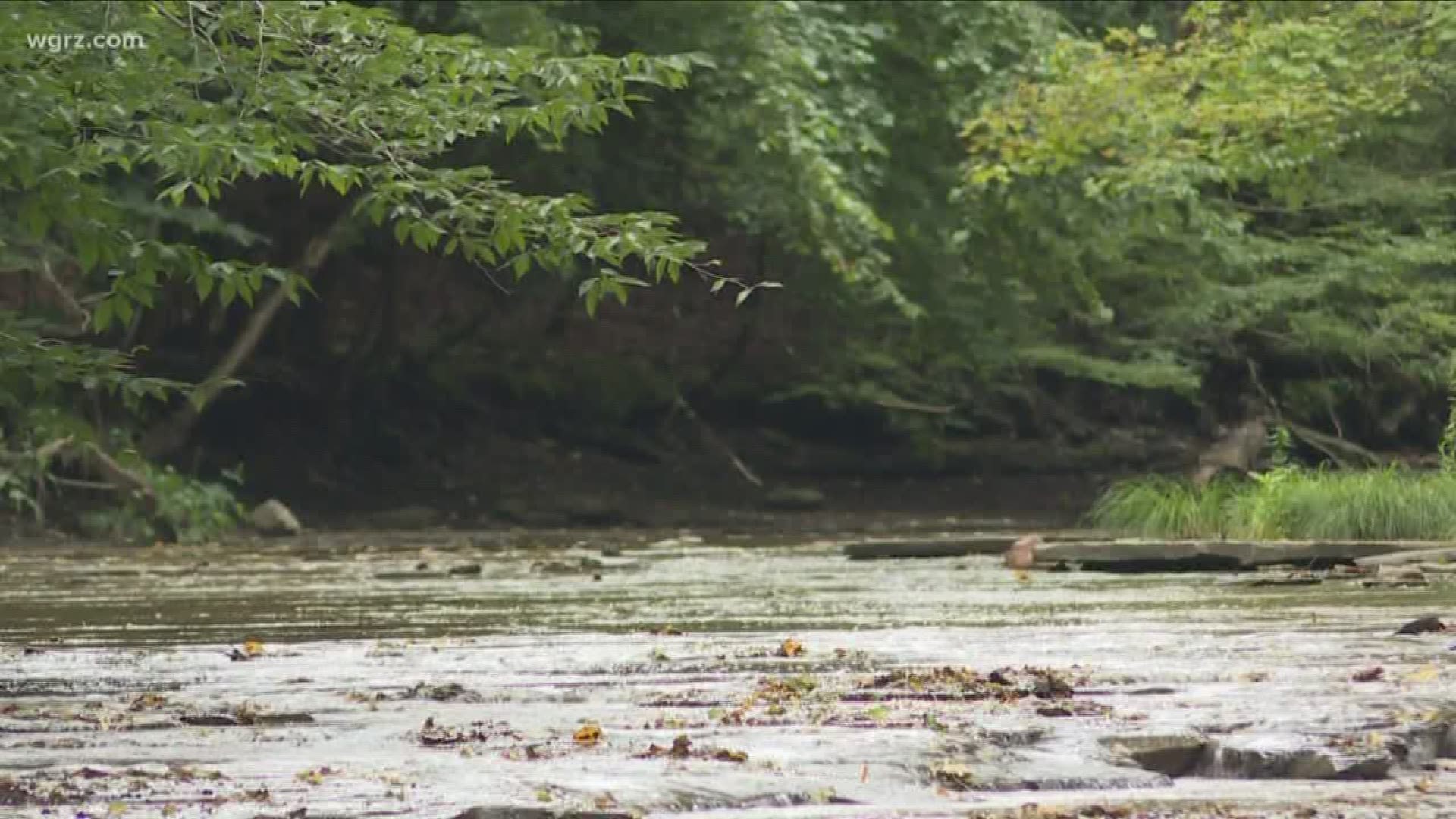 The Western New York Land Conservancy needs to raise $1.6 million by the end of the year to protect this headwater forest.