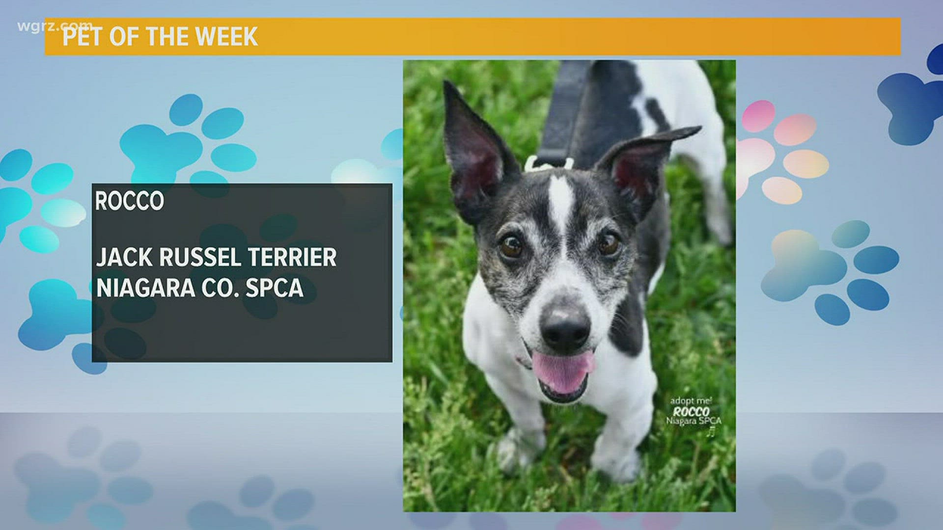 Meet Rocco! This Jack Russell from the Niagara County SPCA is calm, lovable, and looking for his furrever home!