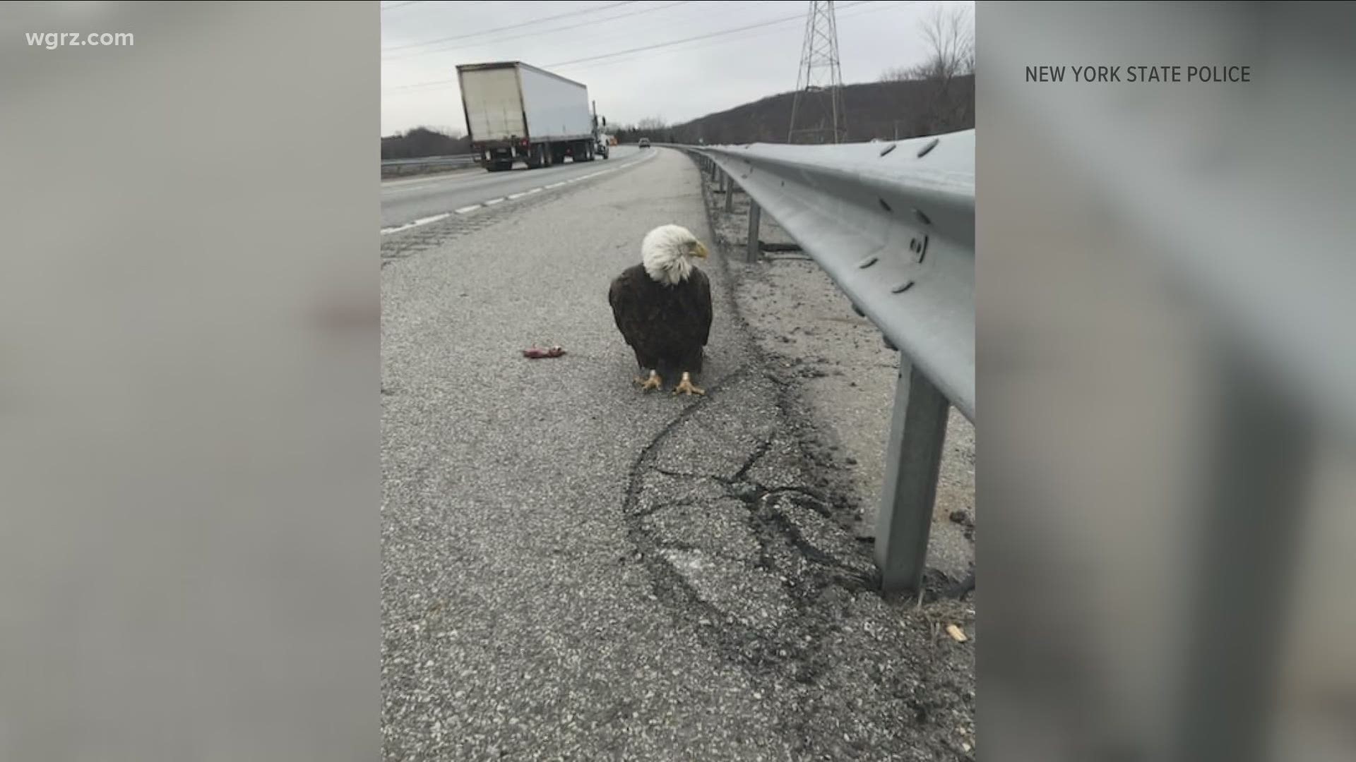NYS Trooper helps rescue Bald Eagle from the road
