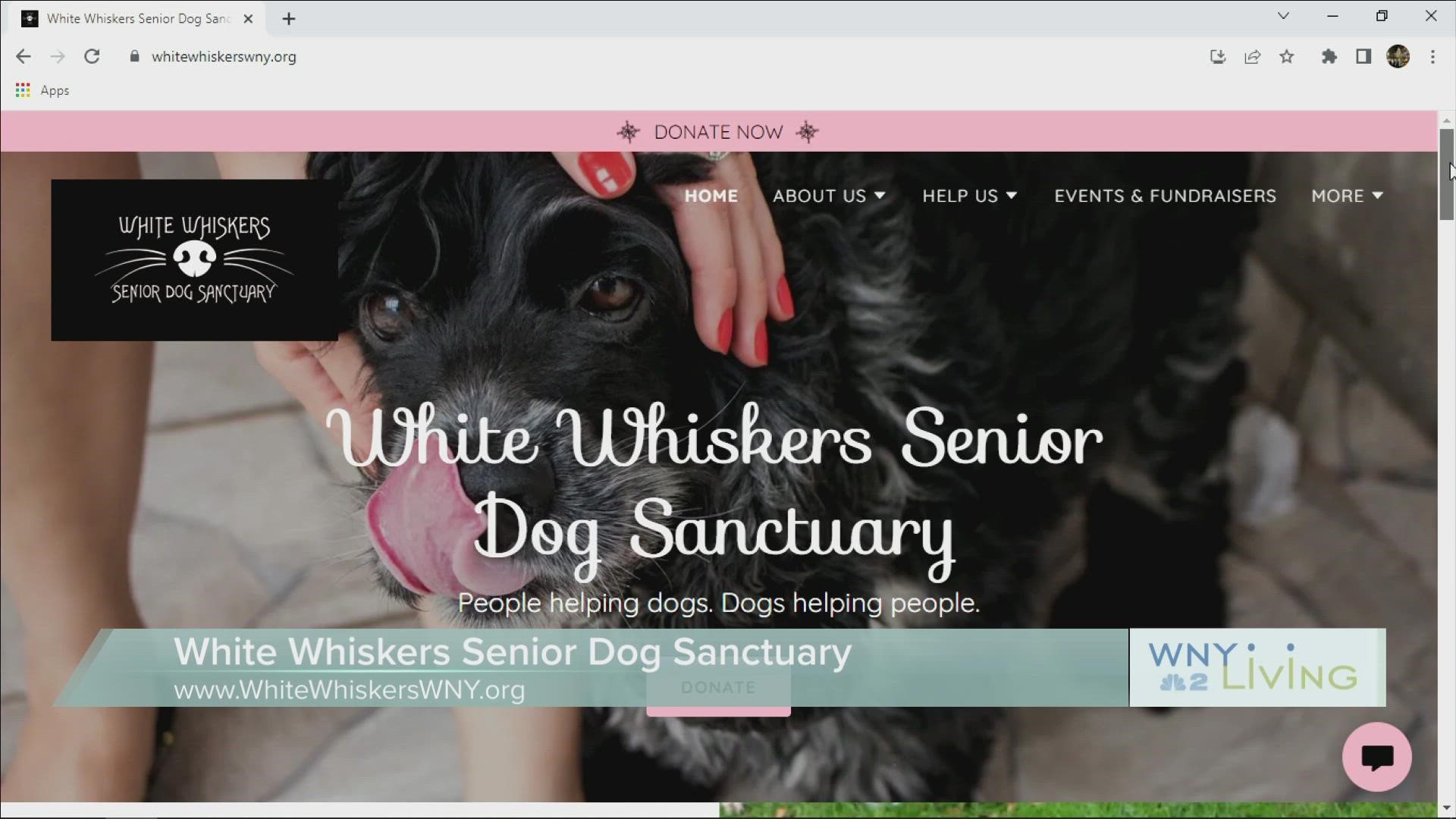 WNY Living - June 4 - White Whiskers Senior Dog Sanctuary (THIS VIDEO IS SPONSORED BY WHITE WHISKERS SENIOR DOG SANCTUARY)