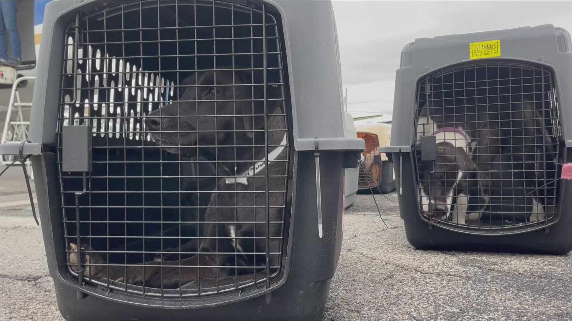 Most Buffalo: 'Animals flown to WNY after Hurricane Helene'