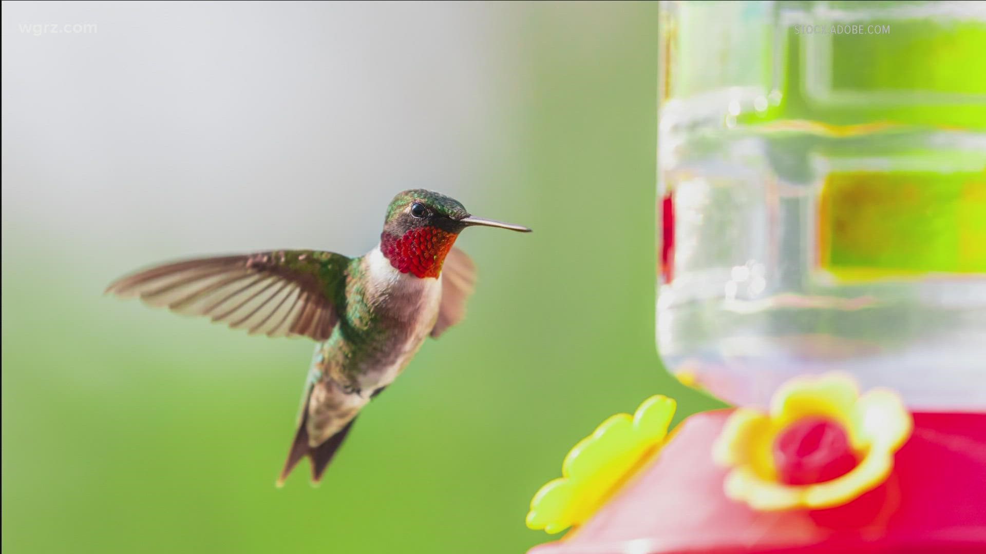 Hummingbird Central has released its Spring 2022 Hummingbird Migration Map and Sightings, and the birds have begun their migration from Mexico and Central America.