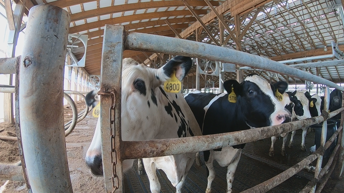 Beating the summer heat & humidity in cow country - Vimarsana News