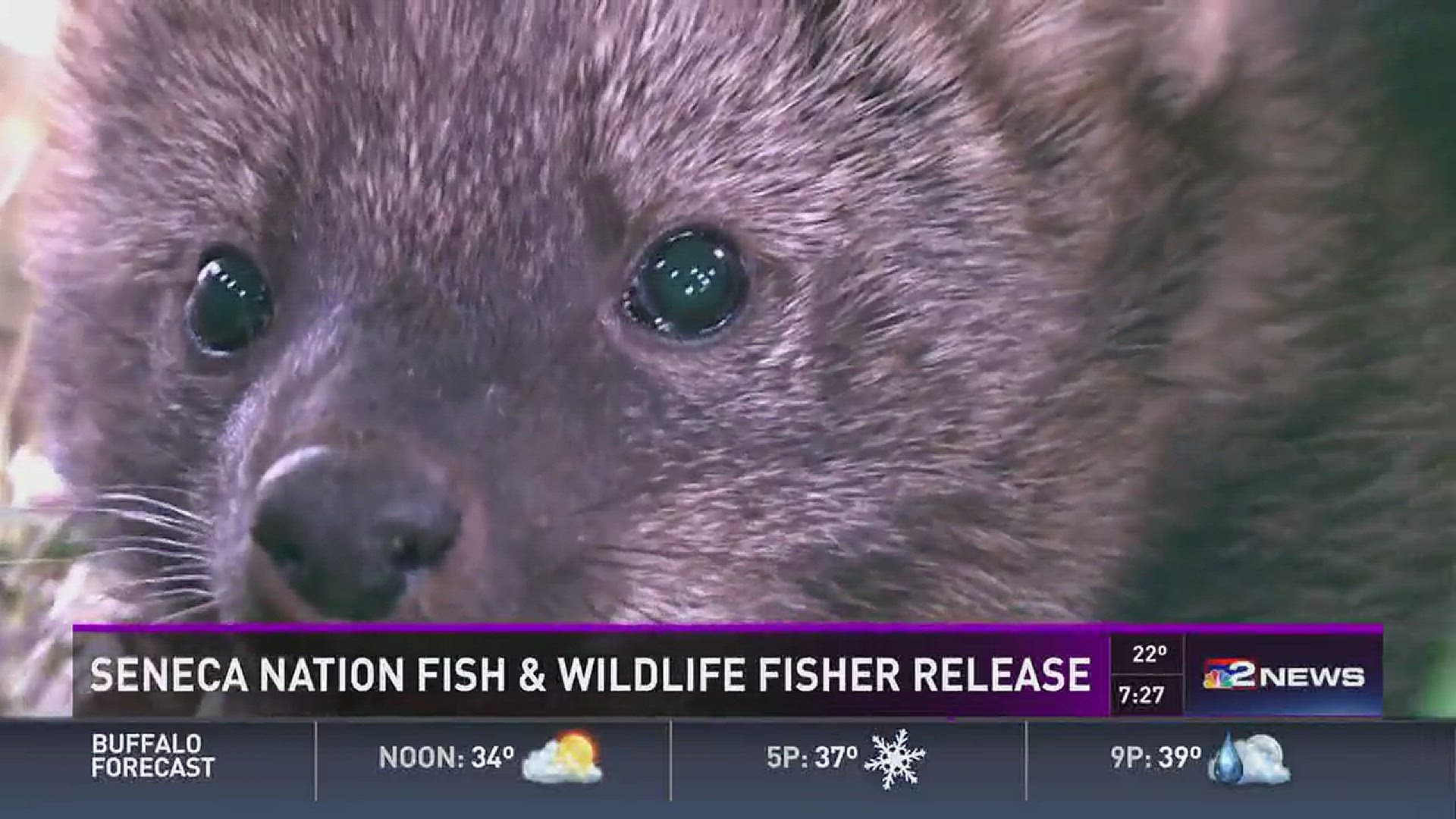 Seneca Nation Fish and Wildlife recently nursed an injured fisher back to health, but their work goes well beyond this one little animal.  Terry Belke explains in this week's 2 the Outdoors.