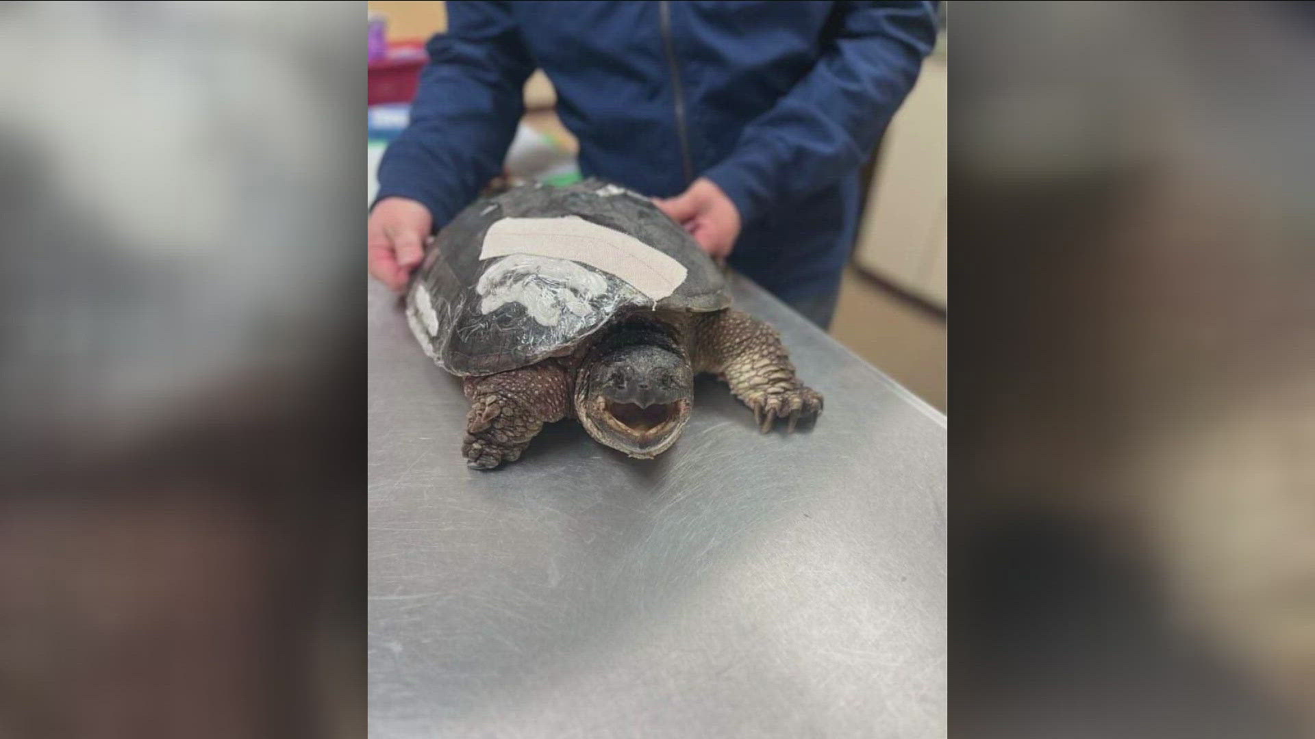 The two snapping turtles, Bubbles and Otis, are now recovering at WNY Raptor.