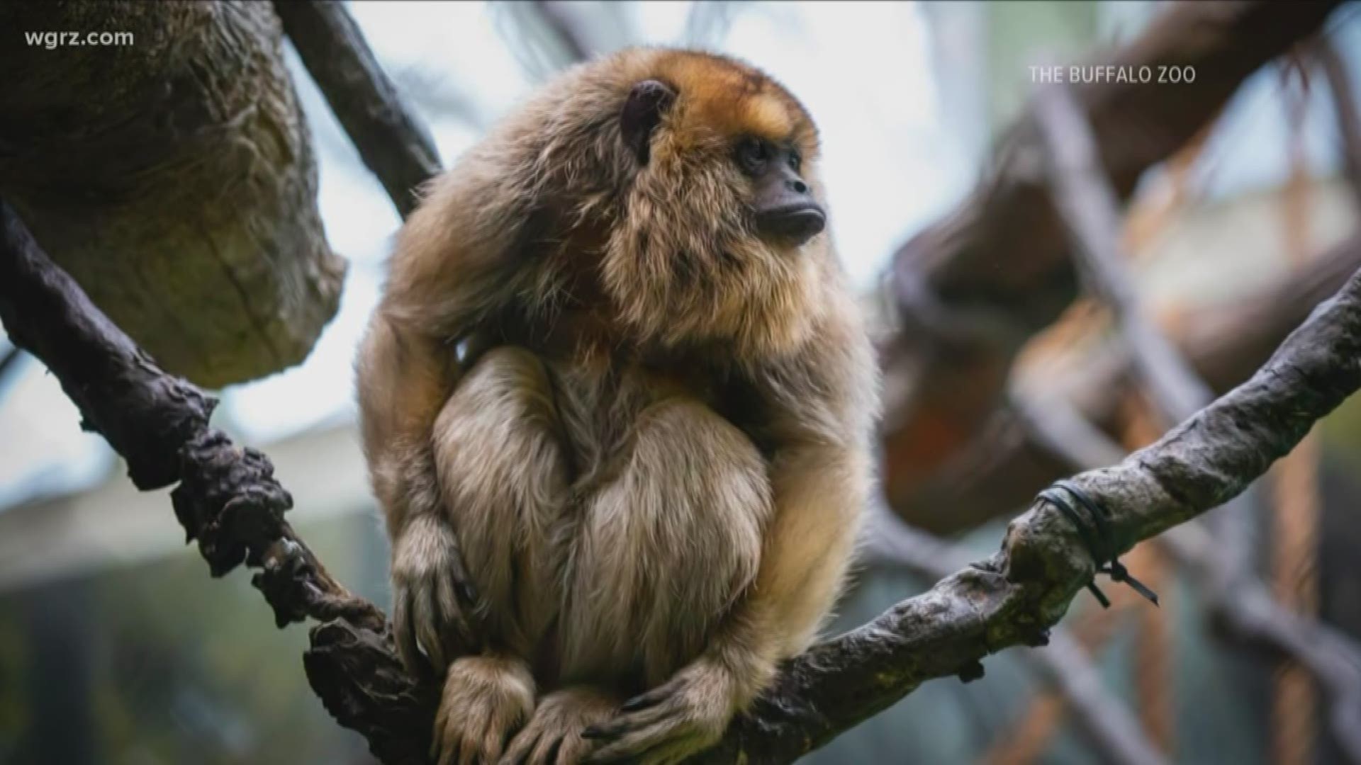Jasper, a female howler monkey, now living at the Buffalo Zoo