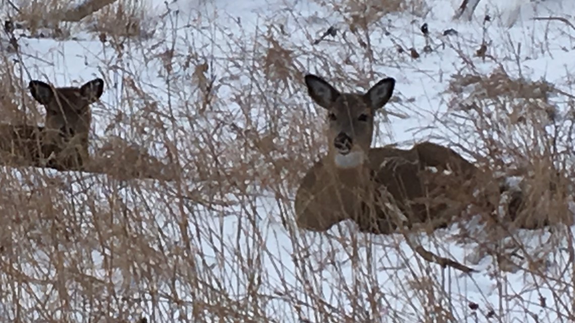 what to feed deer