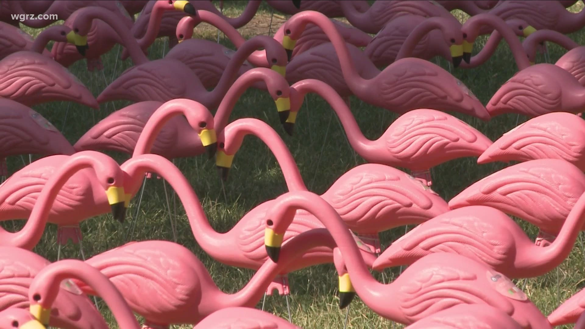 Most Buffalo: 'Longest line of Garden Flamingoes'