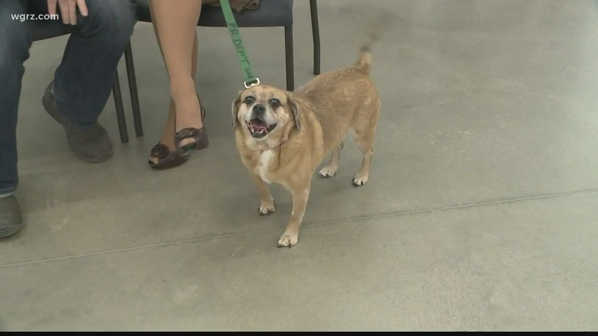 Marley, a puggle, is available for adoption at the Erie County SPCA
