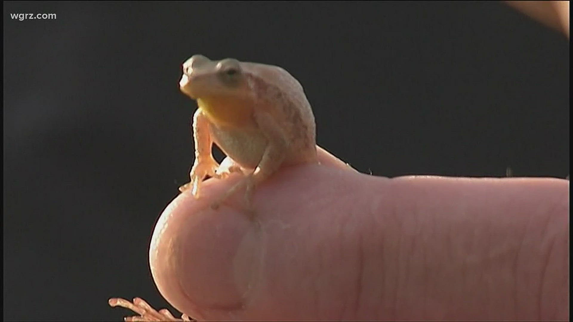 Terry Belke has more on a citizen science program for anyone who loves frogs.