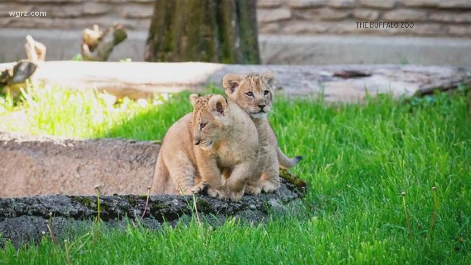 Naming contest for Buffalo Zoo's lion cubs