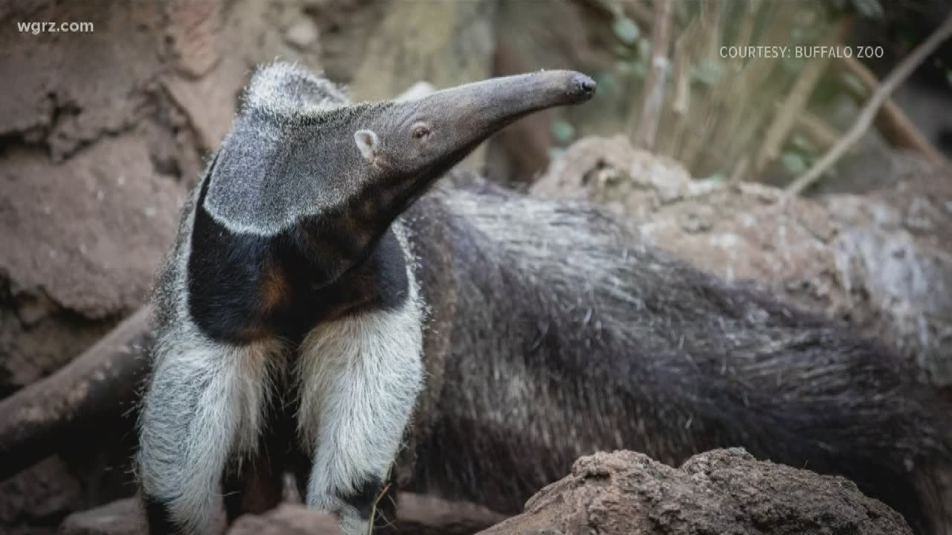 New giant anteater at the Buffalo Zoo