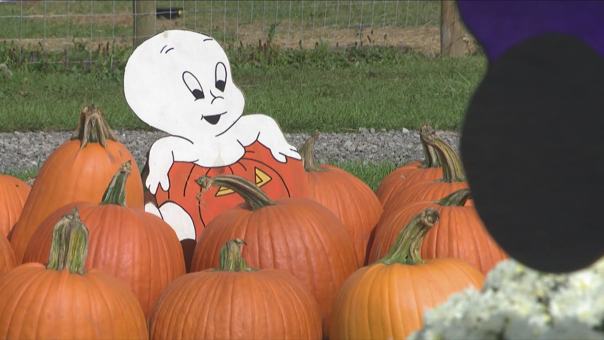 Hayrides, games, bouncing and of course pumpkins. It's free to get into the farm. Some activities do cost money