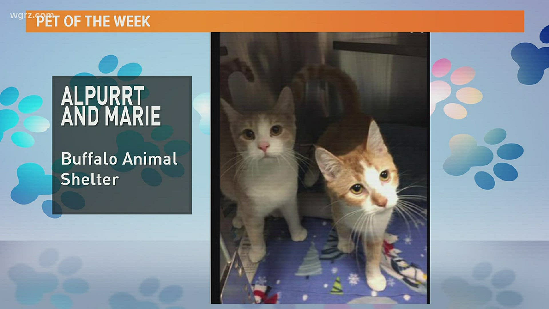 Alpurrt and Marie from the Buffalo Animal Shelter visit Daybreak in hopes of finding a forever home.