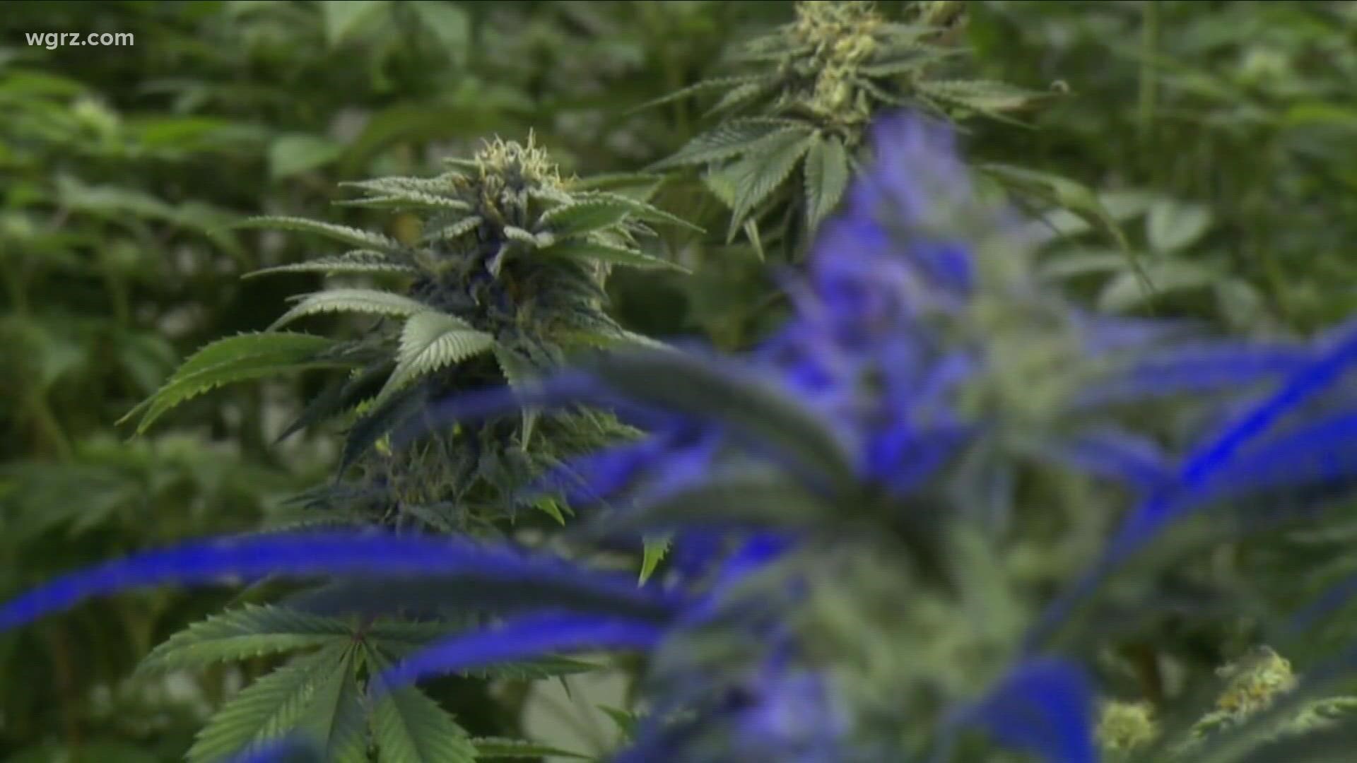 Cheektowaga town board to hold meeting on marijuana dispensaries