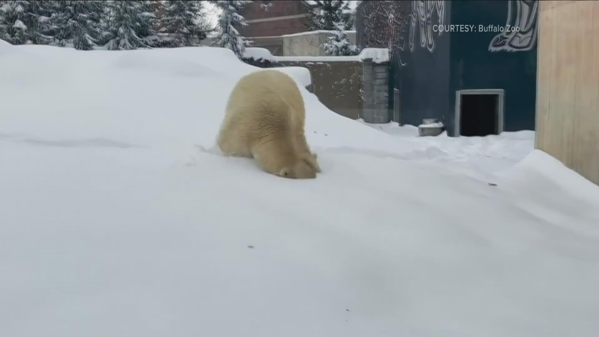 Daybreak's Kevin O'Neill previews the Buffalo Zoo's Polar Bear Days.