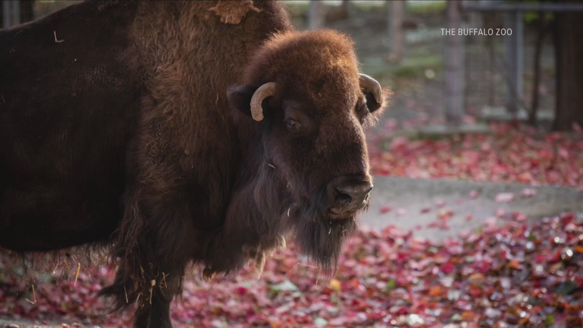 Wilma the Bison passes away at 29 years old